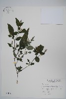 藏品(曲莖馬藍)的圖片