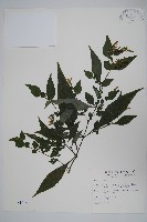 藏品(曲莖馬藍)的圖片