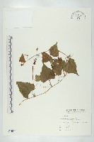 藏品(黑果馬交兒)的圖片