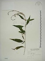 藏品(揚波、白埔姜、駁骨丹)的圖片