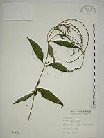 藏品(揚波、白埔姜、駁骨丹)的圖片