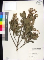 藏品(紅柴)的圖片