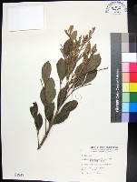 藏品(紅柴)的圖片