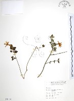 藏品(山素英)的圖片