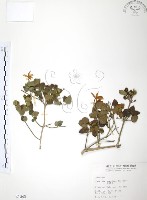 藏品(山素英)的圖片