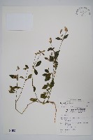 藏品(矮鱗球花)的圖片