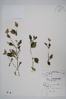 藏品(矮鱗球花)的圖片