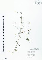 藏品(三葉木藍)的圖片