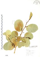 藏品(山豬枷)的圖片