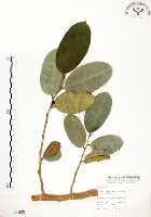 藏品(山豬枷)的圖片