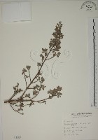 藏品(水芫花)的圖片