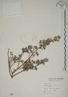 藏品(水芫花)的圖片