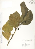 藏品(檄樹、諾麗果)的圖片