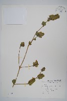 藏品(賽山藍)的圖片