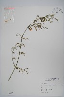 藏品(長花九頭獅子草、山藍)的圖片