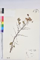藏品(小紅仔珠)的圖片