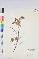 藏品(小紅仔珠)的圖片