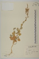 藏品(臺灣濱藜)的圖片