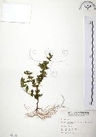 藏品(克非亞草)的圖片