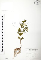 藏品(克非亞草)的圖片