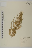 藏品(臭杏、土荊芥)的圖片