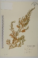 藏品(臭杏、土荊芥)的圖片