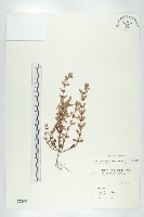 藏品(伯格草)的圖片