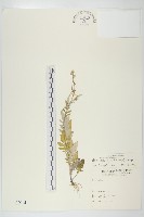 藏品(泥胡菜)的圖片