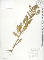 藏品(茅毛珍珠菜)的圖片