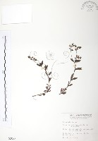 藏品(玉山水苦賈)的圖片