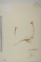藏品(玉山石竹)的圖片