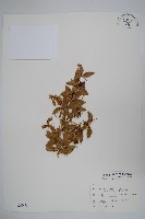 藏品(臺灣小蘗)的圖片