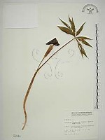 藏品(臺灣天南星)的圖片