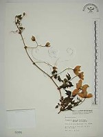 藏品(繡球藤)的圖片