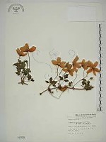 藏品(繡球藤)的圖片