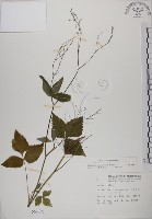 藏品(鴨兒芹)的圖片