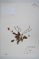 藏品(臺灣附地草)的圖片