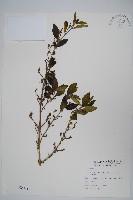 藏品(仙鶴草、白鶴靈芝)的圖片