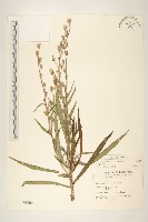 藏品(鵝仔草)的圖片