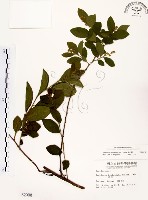 藏品(灰木)的圖片