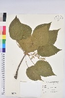 藏品(血桐)的圖片
