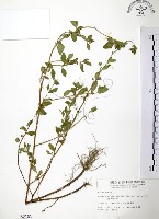 藏品(克非亞草)的圖片