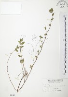 藏品(克非亞草)的圖片