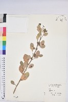 藏品(白樹仔)的圖片