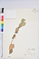 藏品(白樹仔)的圖片