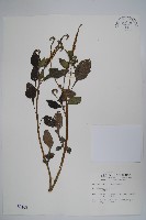 藏品(狗尾草)的圖片