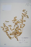 藏品(假千日紅)的圖片