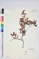 藏品(南澳杜鵑)的圖片