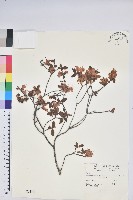 藏品(南澳杜鵑)的圖片