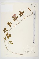 藏品(番仔藤)的圖片